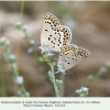 kretania eurypilus copula daghestan1